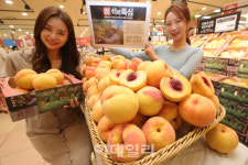 [포토]산지뚝심 충북 괴산 황도 복숭아