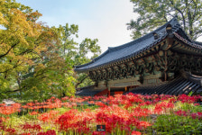 활짝 핀 길상사 꽃무릇처럼 피어나는 가을