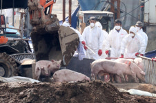 인천시, 강화 `아프리카돼지열병` 2만7천두 예방적 살처분 착수