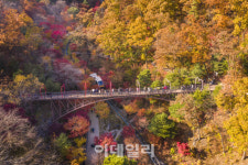 [여행+] 내장단풍·당단풍…400여종 울긋불긋 오색향연