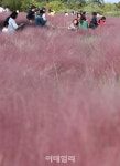 [포토]분홍길