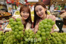 [포토]롯데마트가 선보인 영천 샤인머스켓