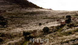 [여행] 황매산 은빛 물결에 춤추고, 해인사 천년지혜에 반했네