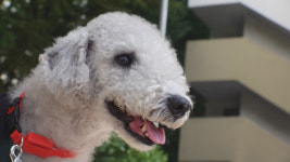 TV 동물농장, 베들링턴 테리어 유기 사건의 전말