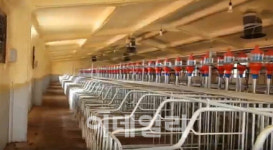 막막한 미래 답답…연천군 빈 돈사 가보니