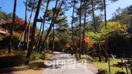 경북 영양 검마산 금강송 숲, 이달의 추천 국유림 명품숲 선정