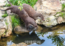 [포토] 국립생태원 수달 한쌍 방생한다