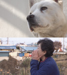 TV 동물농장, 탈출견 땡큐.. 주인과 추격전 결말은?