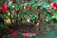 [여행] 동백·바다 그리고 고흐…겨울 제주色에 물들다