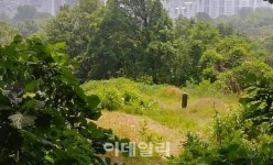 [설연휴 부동산]고향집 선산, 무작정 팔았다가 후회한다