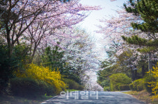 [포토] 위호텔제주, 체리블러썸 패키지