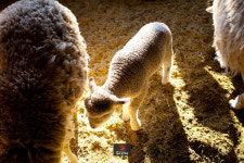 지금 평창 여행, 아직 남은 겨울 왕국