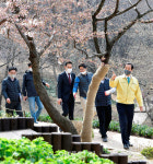 [포토] 서대문구, 벚꽃음악회 취소