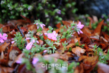 [여행] 섬진강의 봄, 서럽도록 아름다운 물길따라 가다