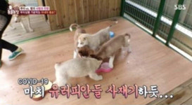 동물농장 측 코로나19 부적절한 자막 사과…다시보기 삭제 [전문]