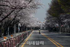 [포토]윤중로 벚꽃길, 통행 금지입니다
