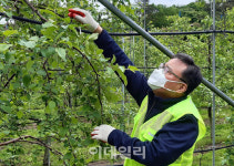 [포토] 사과 적과작업하는 양호진 안심축산분사장