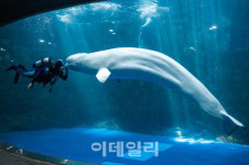 아쿠아플라넷 여수, 벨루가 한 마리 폐사