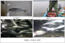 낙동강 하굿둑 열자 고등어·장어 돌아왔다…“생태복원 가능성 확인”