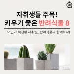 [카드뉴스]자취생 주목! 키우기 좋은 반려식물 8