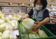 다희네채소과일소매 | [포토]1포기에 소매가격 1만원, 금추된 배추