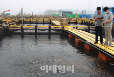[영상]국내 최초 스마트 양식장에선…수중드론으로 관리하고, 클릭 한번으로 먹이 줘