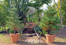 [포토] 국립생태원, 구상나무 특별전