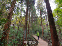 [여행] 제주 바다보다 앞선 숲의 아름다움을 보러가다