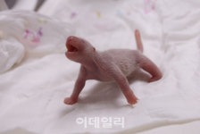 국내 첫 판다 새끼 ‘푸바오’ 이름에 담긴 의미는
