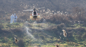 정읍 오리농장 올해 첫 고병원성 AI, 위기경보 ‘심각’ 격상(상보)