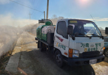 여주 메추리농장서 고병원성 AI 의심가축, 정밀조사 실시