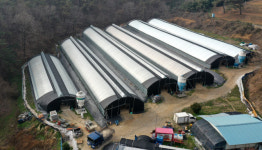 충주 육계농장 고병원성 AI 의심사례 발견, 정밀검사 중