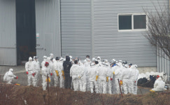 경기 여주 산란계 농장에서 AI 확진..국내 31번째