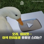 [카드뉴스] 오리, 미어캣…이색 반려동물 유튜브 스타는?