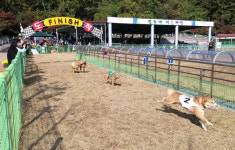 진돗개 입마개 채우고 경주…진도개테마파크 폐지 靑 청원