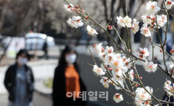 [포토]성큼 다가온 봄, 매화 망울이 톡톡