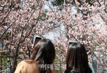 [포토]매화야 반가워!