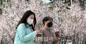 [포토]매화꽃 활짝핀 석촌호수 걷는 시민들