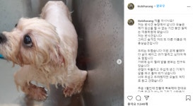 눈 찔리고 혀 잘리고...미용실습견 학대 논란