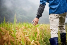 시골로 U턴해요…늘어나는 청년 농부들