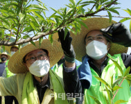 [포토] 복숭아 적과작업하는 박범계 장관과 이성희 회장
