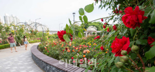 [포토]장미꽃에 반하다