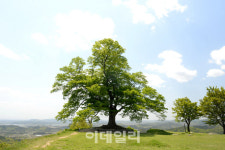 내장산 단풍나무·가림성 느티나무 천연기념물 된다