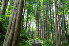 [여행]10만 그루 百百한 비밀의 숲..몸속까지 초록샤워