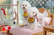 ‘1박 60만원’에도…펫 동반 호텔 상품 “없어서 못 판다”