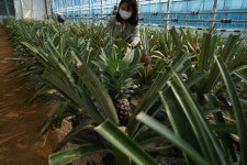 한라봉이 백두봉되는 건 시간문제..기후변화의 역습