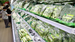 [포토]폭염이 부른 채소값 급등