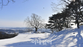 ‘내장산 단풍나무’·‘가림성 느티나무’ 천연기념물 됐다