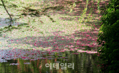 [인싸핫플] 8월의 유혹 백일홍, 연못 위에 붉게 물들다