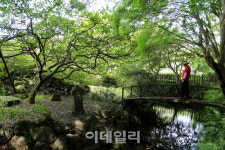[인싸핫플] 8월의 유혹 백일홍, 연못 위에 붉게 물들다